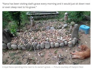 【海外発！Breaking News】飼い主が亡くなってから2年間、毎日お墓参りする猫（マレーシア）