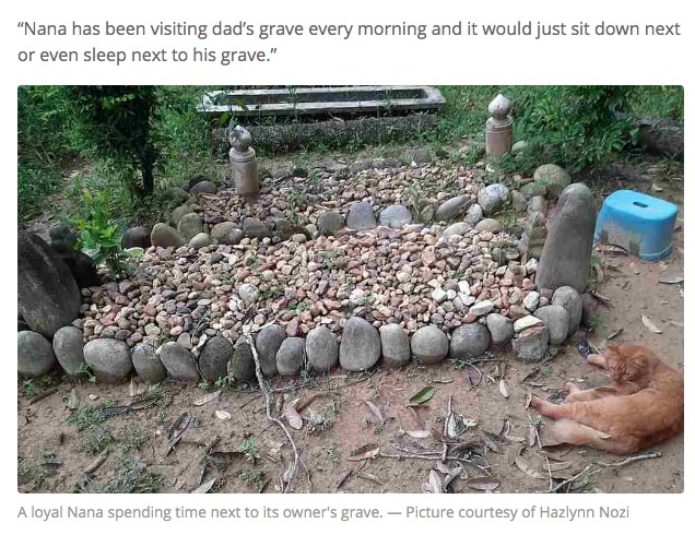 亡くなった飼い主のお墓参りを2年間続ける猫（画像は『Malay Mail　2020年9月22日付「Malaysian cat Nana visits former owner’s grave every morning for two years now」（Picture courtesy of Hazlynn Nozi）』のスクリーンショット）