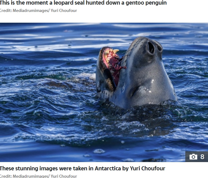 ペンギンを食べるヒョウアザラシ（画像は『The Sun　2020年10月15日付「RAW NATURE Penguin brutally beheaded in a bloody attack by a leopard seal in incredible nature pictures」（Credit: Mediadrumimages/ Yuri Choufour）』のスクリーンショット）