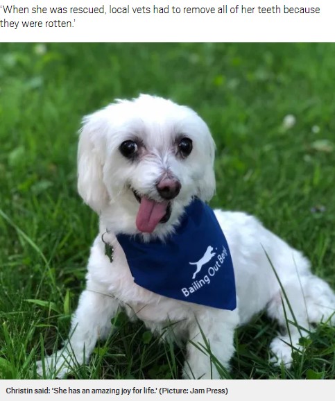 世界で最も可愛い保護犬コンテストで優勝したマルチーズ（画像は『Metro　2020年10月3日付「Puppy mill survivor who suffered debilitating anxiety crowned World’s Cutest Rescue Dog」（Picture: Jam Press）』のスクリーンショット）