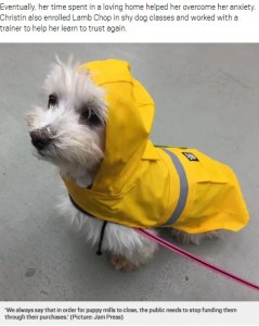 保護されたラムチョップは、生きることに喜びを持つまでに（画像は『Metro　2020年10月3日付「Puppy mill survivor who suffered debilitating anxiety crowned World’s Cutest Rescue Dog」（Picture: Jam Press）』のスクリーンショット）