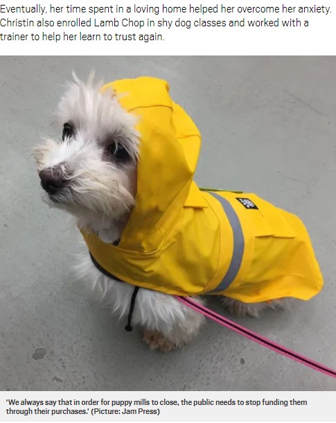 保護されたラムチョップは、生きることに喜びを持つまでに（画像は『Metro　2020年10月3日付「Puppy mill survivor who suffered debilitating anxiety crowned World’s Cutest Rescue Dog」（Picture: Jam Press）』のスクリーンショット）