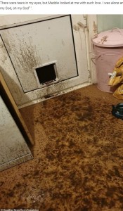 マディーが抜け出した猫用の扉（画像は『WhatsNew2Day　2020年10月7日付「Mucky puppy! The pet owner finds her ENTIRE kitchen covered in muddy paw prints」（＠Deadline News/Kerry Templeton）』のスクリーンショット）