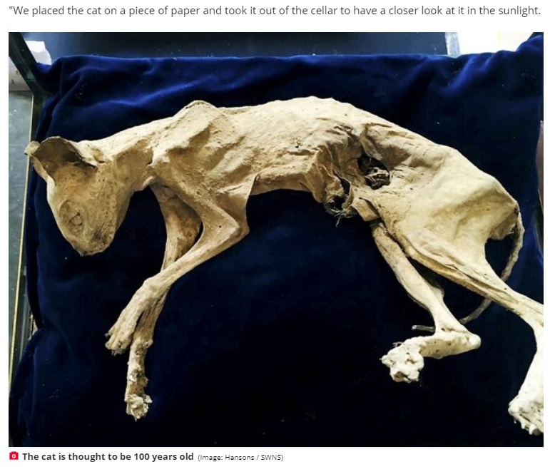 地下室の壁の中から取り出された猫（画像は『Daily Star　2020年10月10日付「Spooky mummified cat found buried in wall of Transylvanian house could be worth ￡1,000」（Image: Hansons / SWNS）』のスクリーンショット）