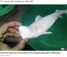 【海外発！Breaking News】非常に珍しい一つ目の白いサメ　妊娠中の母ザメから発見（インドネシア）