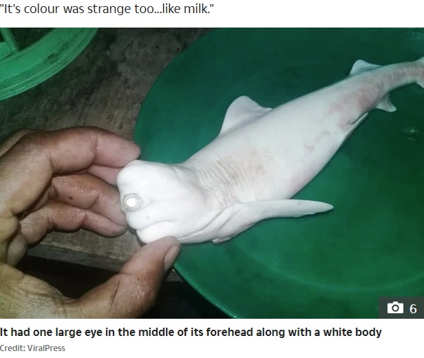 巨大な一つ目の白いサメ（画像は『The sun　2020年10月15日付「JAWS DROPPING Mutant one-eyed ‘cyclops’ baby shark cut from mother’s womb by stunned fishermen in Indonesia」（Credit: ViralPress）』のスクリーンショット）