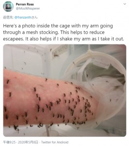 蚊のいる箱に腕を入れて血を提供するペランさん（画像は『Perran Ross　2020年5月8日付Twitter「Here’s a photo inside the cage with my arm going through a mesh stocking.」』のスクリーンショット）