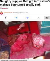 【海外発！Breaking News】「まさか血!?」ピンク色に染まった3匹のいたずら犬に飼い主唖然（フィリピン）