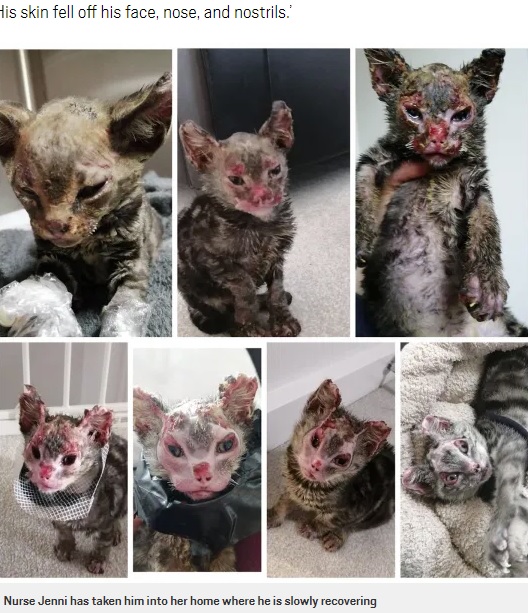 ファイヤー・キャットの回復の様子（画像は『Metro　2020年10月25日付「Adorable kitten who suffered horrific burns to his face makes miracle recovery」（Picture: Jenni Gretom）』のスクリーンショット）