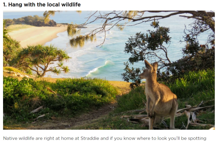 野生のカンガルーが見られるノースストラドブローク島（画像は『Visit Brisbane「42 THINGS TO DO AT NORTH STRADBROKE ISLAND」』のスクリーンショット）