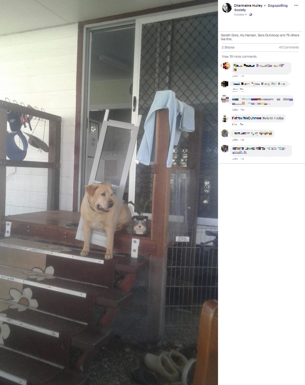 ドッグドアに挟まった犬（画像は『Charmaine Hulley　2020年10月4日付Facebook』のスクリーンショット）