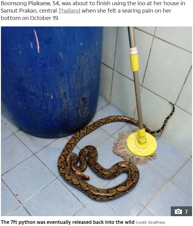 トイレに潜んでいたニシキヘビ（画像は『The Sun　2020年10月21日付「SNAKES AND BLADDERS Weeing woman bitten on bum by massive 7ft python as she sat on toilet in Thailand」（Credit: ViralPress）』のスクリーンショット）