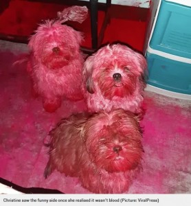 身体中がピンク色に染まった3匹（画像は『Metro　2020年10月3日付「Naughty puppies that got into owner’s makeup bag turned totally pink」（Picture: ViralPress）』のスクリーンショット）