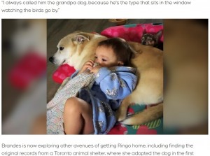 【海外発！Breaking News】「ピットブルの混血」と疑われた犬、市による安楽死を免れ無事飼い主の元へ（カナダ）