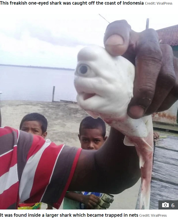母ザメのお腹の中から発見された赤ちゃん（画像は『The sun　2020年10月15日付「JAWS DROPPING Mutant one-eyed ‘cyclops’ baby shark cut from mother’s womb by stunned fishermen in Indonesia」（Credit: ViralPress）』のスクリーンショット）