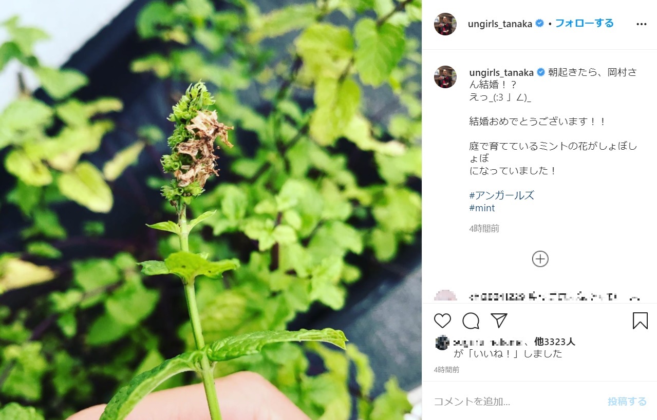 「庭で育てているミントの花がしょぼしょぼに…」とアンガ田中（画像は『アンガールズ田中卓志　2020年10月23日付Instagram「朝起きたら、岡村さん結婚!?」』のスクリーンショット）