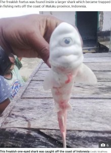 大きな目が際立つ赤ちゃんサメ（画像は『The sun　2020年10月15日付「JAWS DROPPING Mutant one-eyed ‘cyclops’ baby shark cut from mother’s womb by stunned fishermen in Indonesia」（Credit: ViralPress）』のスクリーンショット）