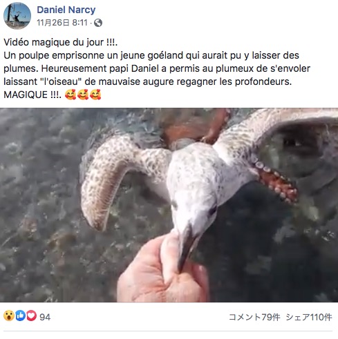 タコに襲われたカモメ（画像は『Daniel Narcy　2020年11月26日付Facebook「Vidéo magique du jour !!!」』のスクリーンショット）