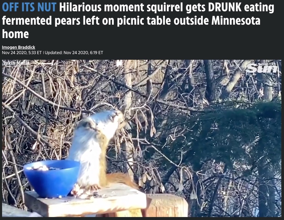発酵した洋梨を食べて酔ってしまったリス（画像は『The US Sun　2020年11月24日付「OFF ITS NUT Hilarious moment squirrel gets DRUNK eating fermented pears left on picnic table outside Minnesota home」』のスクリーンショット）