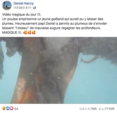 しっかりとカモメに絡みつくタコ（画像は『Daniel Narcy　2020年11月26日付Facebook「Vidéo magique du jour !!!」』のスクリーンショット）