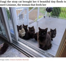 【海外発！Breaking News】世話をしていた野良猫、6匹の我が子を窓の外に並べてお披露目にやってくる（カナダ）