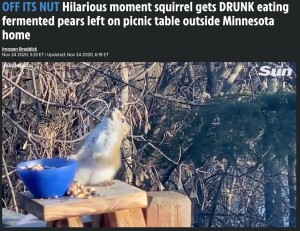 酔ってふらつくリス（画像は『The US Sun　2020年11月24日付「OFF ITS NUT Hilarious moment squirrel gets DRUNK eating fermented pears left on picnic table outside Minnesota home」』のスクリーンショット）