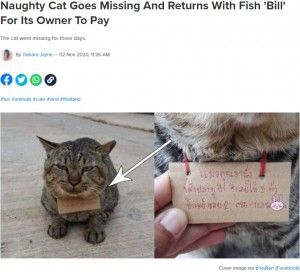 【海外発！Breaking News】「あなたの猫に魚を3匹あげました」3日間行方不明だった猫が“借金”を抱えて帰宅（タイ）