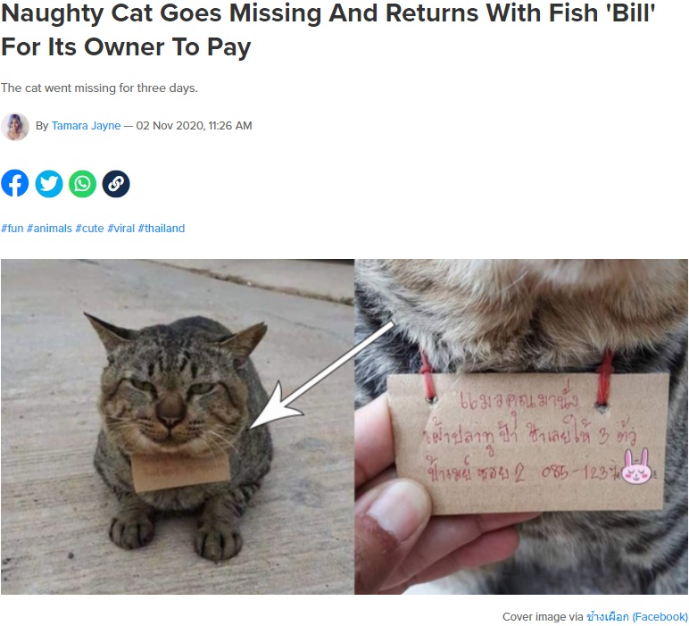 3匹のアジの代金を求めるメッセージを首から下げた猫（画像は『SAYS　2020年11月2日付「Naughty Cat Goes Missing And Returns With Fish ‘Bill’ For Its Owner To Pay」（Image via ช้างเผือก（Facebook））』のスクリーンショット）