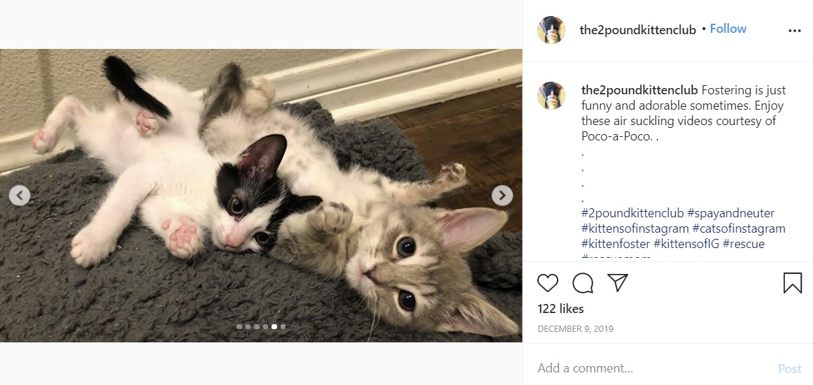 仲良しのメロディとポコ（画像は『Heather T　2019年12月9日付Instagram「Fostering is just funny and adorable sometimes.」』のスクリーンショット）