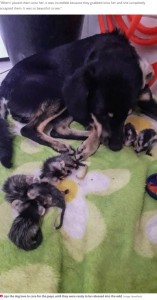 オポッサムを受け入れたジョジョ（画像は『Daily Star　2020年10月29日付「Dog adopts seven baby opossums after their parents tragically die in forest fires」（Image: Newsflash）』のスクリーンショット）
