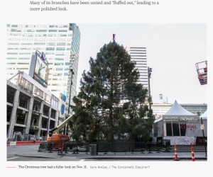立派に枝を広げ、変貌を遂げたクリスマスツリー（画像は『TODAY　2020年11月12日付「Misshapen Cincinnati Christmas tree is the perfect depiction of 2020」（Cara Owsley/The Cincinnati Enquirer）』のスクリーンショット）