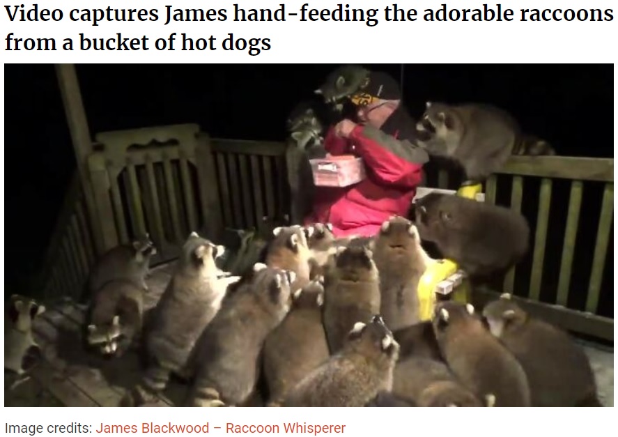 アライグマの餌やりを続けている男性（画像は『Bored Panda　2020年11月12日付「Every Night, This Man Feeds Hot Dogs To This Pack Of Raccoons As Per His Late Wife’s Wish」（Image credits: James Blackwood - Raccoon Whisperer）』のスクリーンショット）