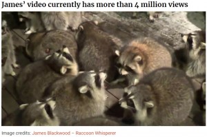 餌を待つアライグマ達（画像は『Bored Panda　2020年11月12日付「Every Night, This Man Feeds Hot Dogs To This Pack Of Raccoons As Per His Late Wife’s Wish」（Image credits: James Blackwood - Raccoon Whisperer）』のスクリーンショット）