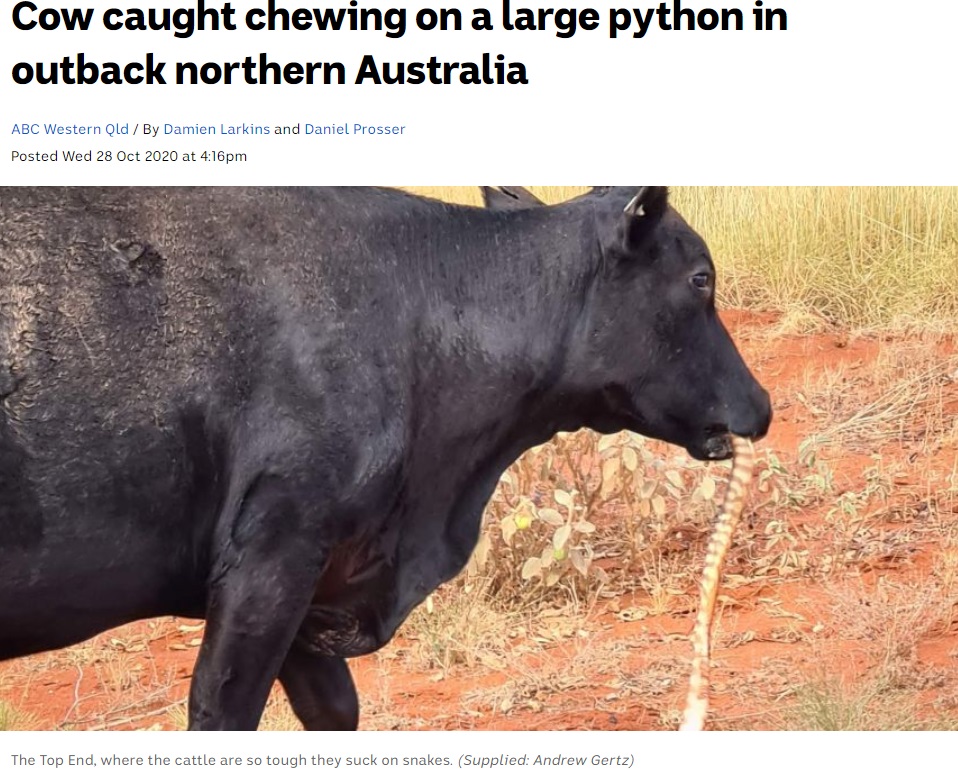 ヘビを口に咥えて噛みしだく牛（画像は『ABC News　2020年10月28日付「Cow caught chewing on a large python in outback northern Australia」（Supplied: Andrew Gertz）』のスクリーンショット）