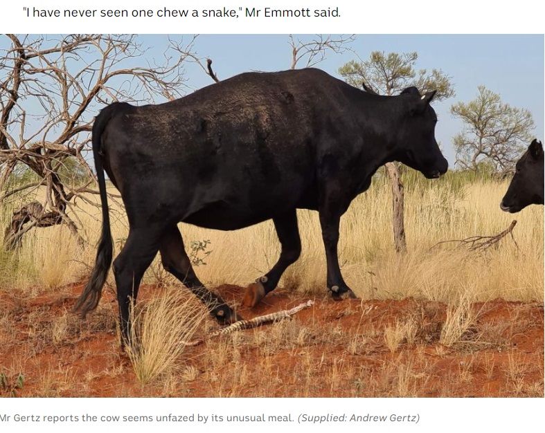 平然とした様子でヘビを落として去っていく牛（画像は『ABC News　2020年10月28日付「Cow caught chewing on a large python in outback northern Australia」（Supplied: Andrew Gertz）』のスクリーンショット）