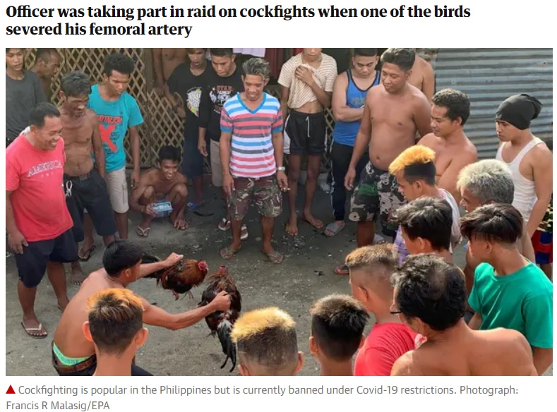 フィリピンで人気の闘鶏だが…（画像は『The Guardian　2020年10月28日付「Philippines local police chief killed by fighting cockerel」（Photograph: Francis R Malasig/EPA）』のスクリーンショット）