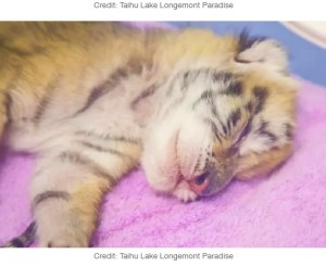 黄金の毛並みを持つ赤ちゃん（画像は『LADbible　2020年10月30日付「Four Extremely Rare Golden Tiger Cubs Born In China Zoo」（Credit: Taihu Lake Longemont Paradise）』のスクリーンショット）