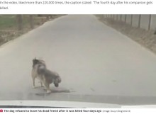 車にはねられた仲間の事故現場で身体を擦り付ける犬が涙を誘う（中国）