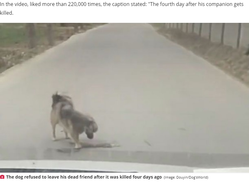 亡くなった仲間に会いにきた犬（画像は『Daily Star　2020年11月8日付「Grieving dog refuses to leave dead friend’s side after pooch was mown down by cars」（Image: Douyin/Dog’sWorld）』のスクリーンショット）