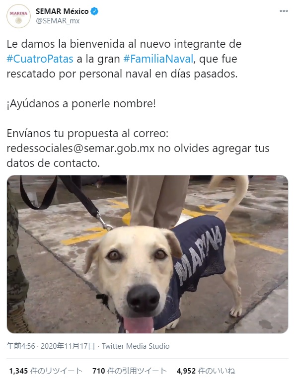 犬を引き取ったメキシコ海軍に感謝の声が多数届く（画像は『SEMAR México　2020年11月17日付Twitter「Le damos la bienvenida al nuevo integrante de」』のスクリーンショット）