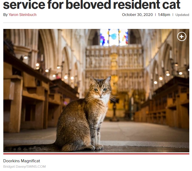 サザーク大聖堂で過ごし、人気者だった猫（画像は『New York Post　2020年10月30日付「London cathedral holds funeral service for beloved resident cat」（Bridget Davey/SWNS.COM）』のスクリーンショット）