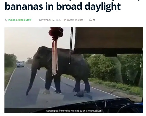 道路に現れたゾウがバスの中にあるバナナを狙う（画像は『Indian Lekhak　2020年11月12日付「Viral video: Elephant stops elephant to steal bananas in broad daylight」（Screengrab from video tweeted by ＠ParveenKaswan）』のスクリーンショット）