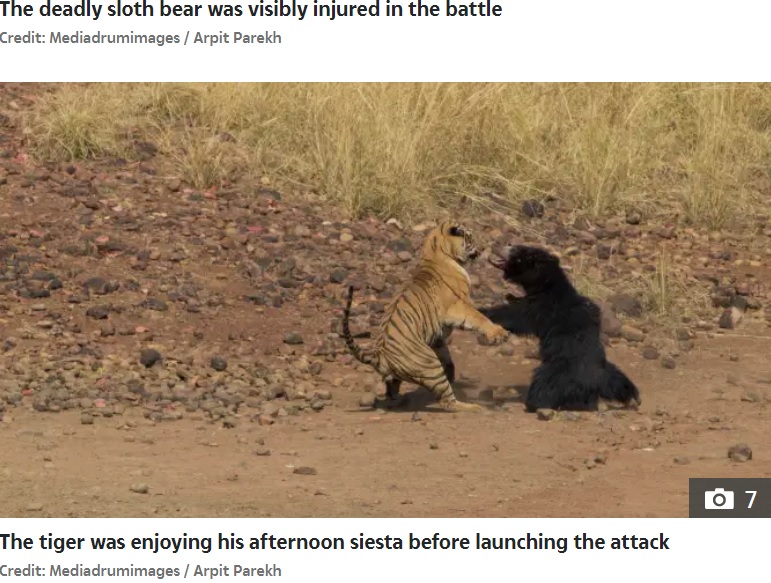 激しく闘う2頭（画像は『The Sun　2020年11月25日付「CLASH OF THE TITANS Dramatic moment Bengal tiger battles a 300lb bear dubbed ‘the deadliest in the world’ – but who do you think won?」（Credit: Mediadrumimages / Arpit Parekh）』のスクリーンショット）