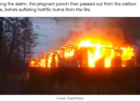 火事で全焼したホスピス（画像は『LADbible　2020年11月20日付「Pregnant Dog Rescues Four Patients From Fire In Hospice」（Credit: East2West）』のスクリーンショット）