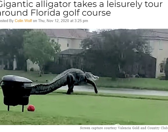 ゴルフ場で目撃された巨大ワニ（画像は『Orlando Weekly　2020年11月12日付「Gigantic alligator takes a leisurely tour around Florida golf course」（Screen capture courtesy Valencia Gold and Country Club）』のスクリーンショット）