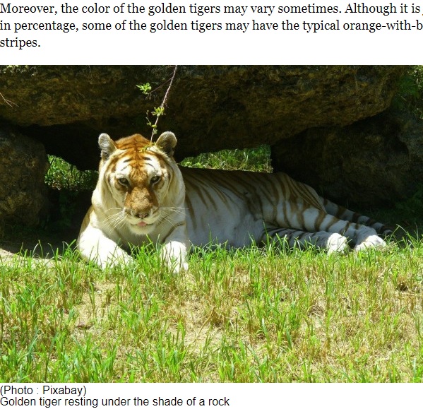 成長すると黄金の毛並みがより鮮やかに（画像は『Science Times　2020年11月2日付「Chinese Zoo Welcomes Extremely Rare Set of Golden Tiger Quadruplets」（Photo : Pixabay）』のスクリーンショット）