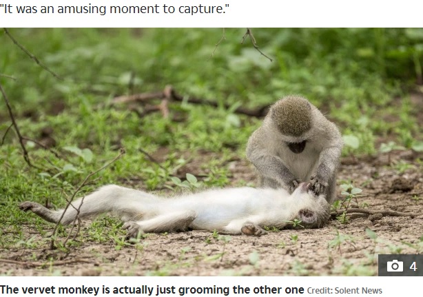 毛づくろいをするサル（画像は『The Sun　2020年11月10日付「MONKEY BUSINESS Monkey appears to give mouth-to-mouth resuscitation to stricken female - but it’s just a grooming ritual」（Credit: Solent News）』のスクリーンショット）