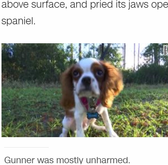 ワニに襲われて命を落とすところだったガンナー（画像は『CNN International　2020年11月22日付「Florida retiree wrestles puppy from jaws of alligator」』のスクリーンショット）