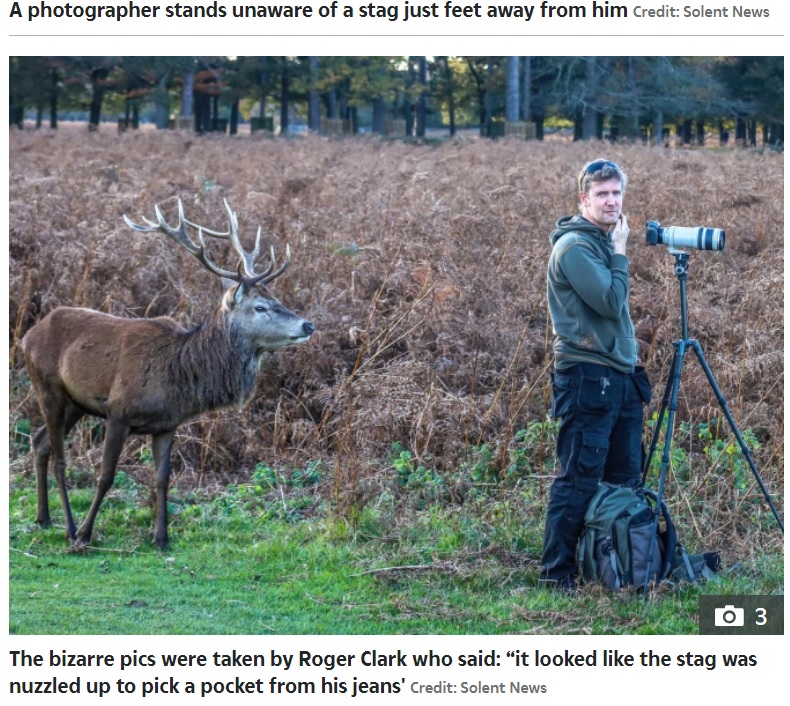 男性はカメラから目を離しロジャーさんを見ているが、それでも後ろの鹿には気付かず（画像は『The Sun　2020年11月7日付「NO I-DEER Photographer stands completely unaware of a stag just feet away from him」（Credit: Solent News）』のスクリーンショット）