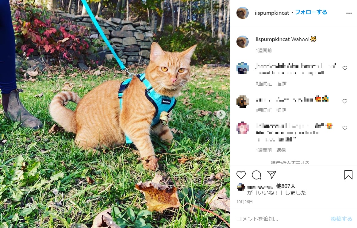 ハイキングを楽しむパンプキン（画像は『PumpKin the Cat　2020年10月26日付Instagram「Wahoo!」』のスクリーンショット）